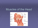 Muscles of the Head - Coach Frei Science