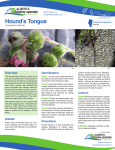 Fact Sheet: Hound`s Tongue