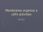 Membranes organize a cell`s activities
