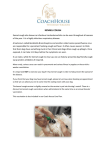 Canine Kennel Cough