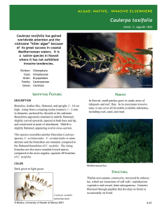 Invasive algae Caulerpa taxifolia