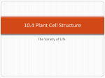 10.4 Plant Cell Structure