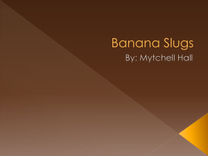 Banana Slugs - MsRotchfordsClass