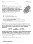Photosynthesis Worksheet File