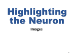 Highlighting the Neuron