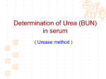 Urea cycle