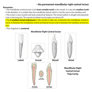 the permanent mandibular right central incisor