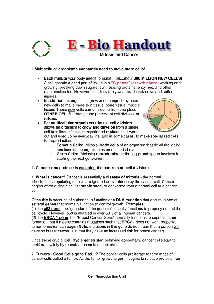 Doc The Cell Cycle And Cancer Worksheet 1 Alejandro Anaya