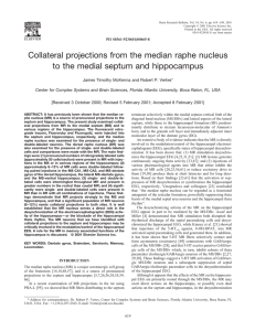 Collateral projections from the median raphe nucleus to the medial