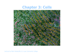 Chapter 3: Cells