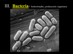 Bacteria Power Point File