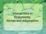 Interactions in Ecosystems: An Organisms Niche