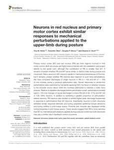 Neurons in red nucleus and primary motor cortex exhibit similar