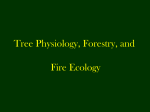 Tree Physiology, Forestry and Fire Ecology