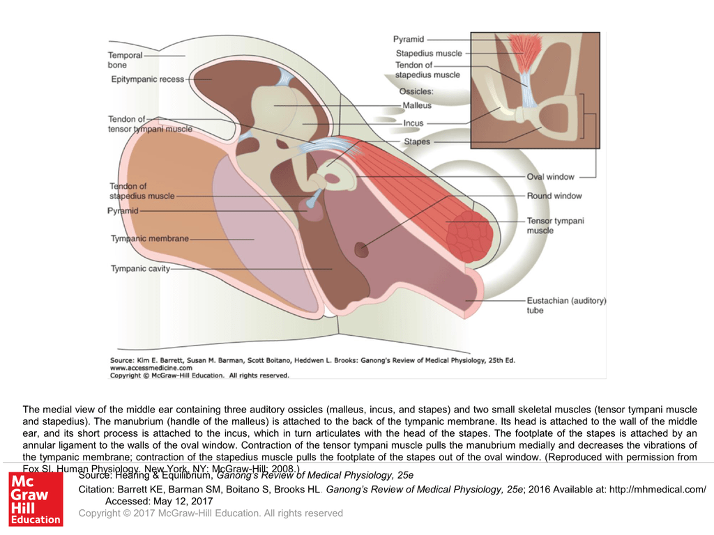 GANONGS REVIEW OF MEDICAL PHYSIOLOGY 25TH EDITION PDF