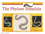 The Phylum Annelida