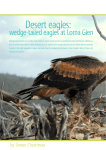 Desert Eagles: Wedge-tailed Eagles at Lorna Glen
