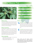 Wild Tree Tobacco Fact Sheet