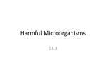 Harmful Microorganisms