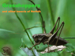 Grasshoppers - Norfolk and Norwich Naturalists` Society