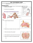 Respiratory System Guided Notes