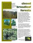 Broadleaf Forest - Forestry Department