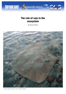 The role of rays in the ecosystem