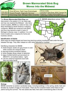 Brown Marmorated Stink Bug Moves into the Midwest
