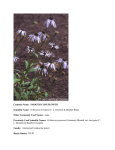 Echinacea laevigata - Georgia DNR