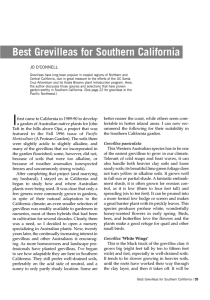 Best Grevilleas for Southern California
