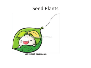 seed_plants_2