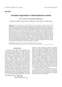 Circadian Organization in Hemimetabolous Insects