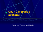 Ch. 10 Nervous system: