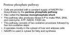 pentose phosphate pathway