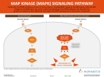 map kinase (mapk) signaling pathway