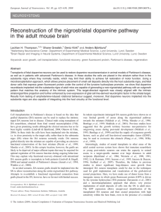 Reconstruction of the nigrostriatal dopamine pathway in the adult