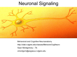 Neuronal Signaling