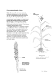 Flower structure - Maize