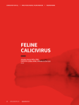 FELINE CALICIVIRUS - Clinician`s Brief