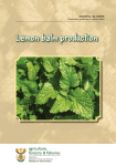 Lemon balm production
