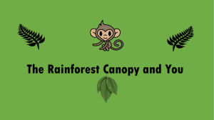 The Rainforest Canopy and You
