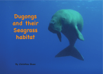 CEPF EMI VESS Dugong and their seagrass habitats