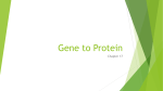 Gene to Protein