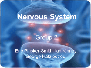 Nervous System