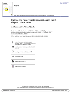 Engineering new synaptic connections in the C. elegans connectome