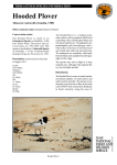 Thinornis rubricollis - profile (PDF 670 KB)