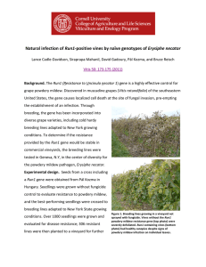 Natural infection of Run1-positive vines by naïve genotypes of