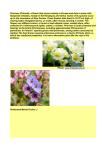 Primrose (Primula)- a flower that occurs mainly in Europe and Asia