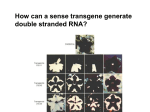 How can a sense transgene generate double stranded RNA?