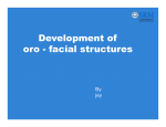 Development of oro facial structures